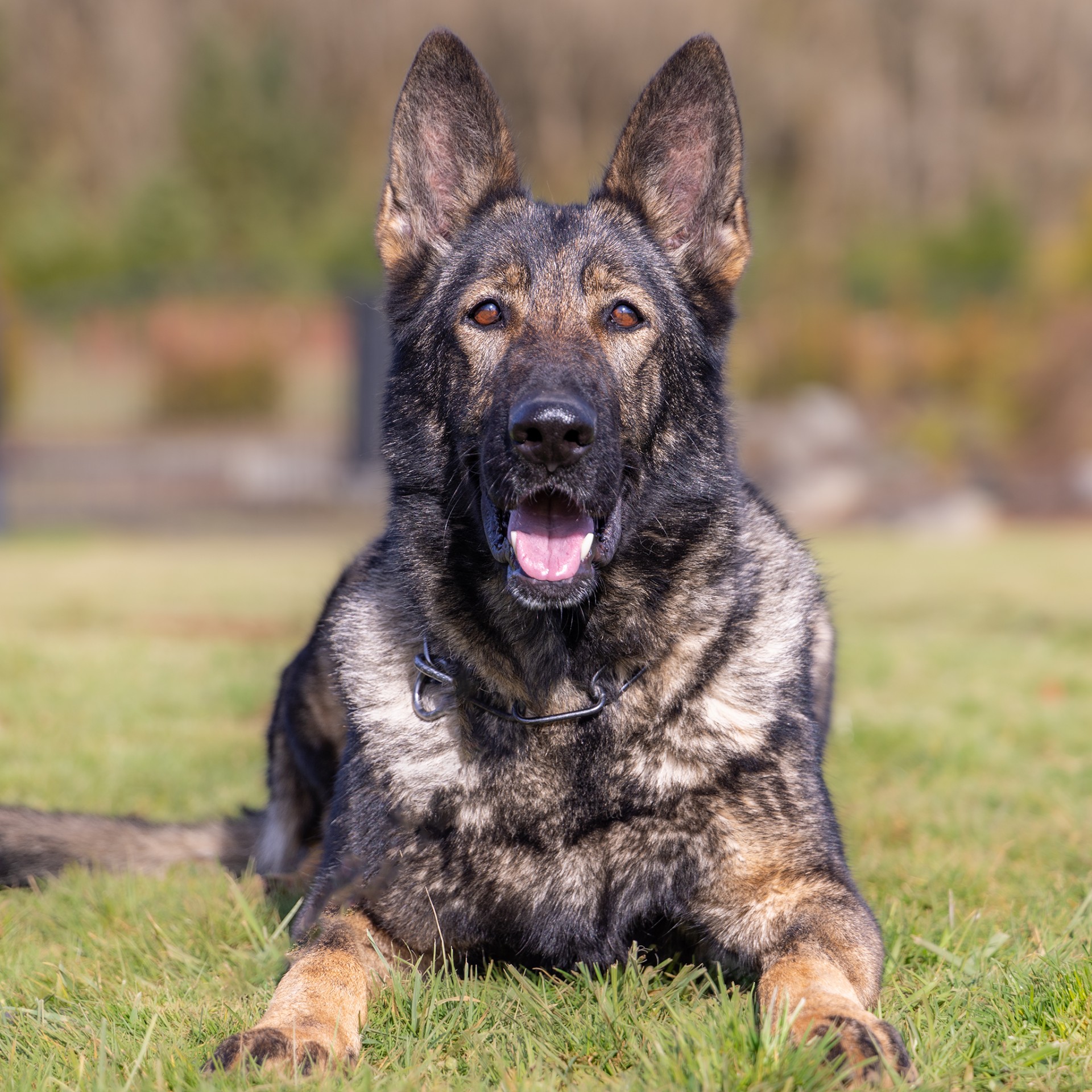 Trained German Shepherds | Trained Protection Dogs